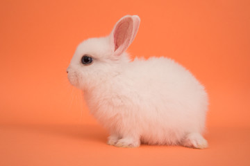 Obraz premium Baby cute rabbit