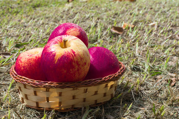 harvest of red apples with straw basket on ground floor