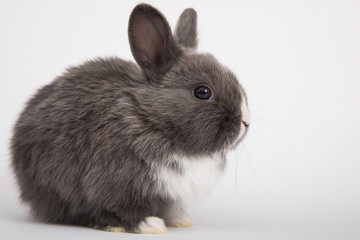 Baby cute rabbit