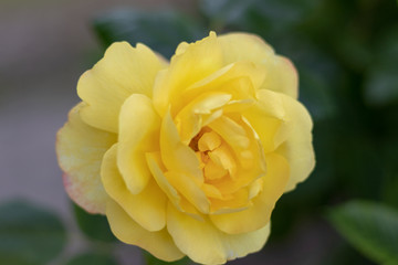 Beautiful yellow rose in the garden