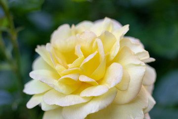 Fototapeta na wymiar Beautiful yellow rose in the garden