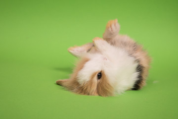 Small cute rabbit lying
