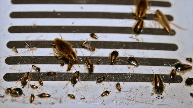 small cockroaches struggling on a catcher close up 