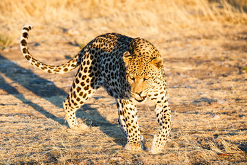Leopard (Panthera pardus), laufend, Blickkontakt