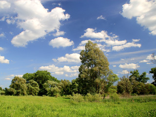 Fototapeta na wymiar View of the meadow, trees and sky in a sunny day
