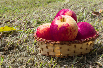 harvest of red apples with straw basket on ground floor