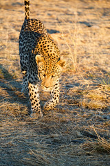 Leopard (Panthera pardus), laufend, Blickkontakt
