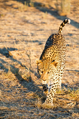 Leopard (Panthera pardus), laufend, Blickkontakt