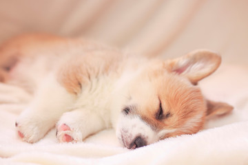 cute  puppy sleeps sweetly on a white fluffy blanket stretching out his hairy legs