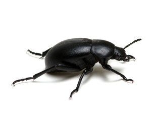 black beetle on white - obrazy, fototapety, plakaty