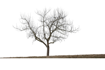 Kahler Baum im Winter, isoliert auf weißem Hintergrund