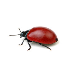 red beetle on a white