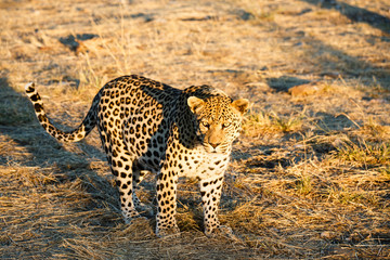 Leopard (Panthera pardus), Blick in die Kamera