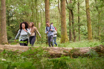 Naklejka na ściany i meble A multi ethnic group of five young adult friends walking in a forest during a hike