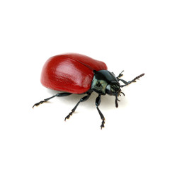 red beetle on a white
