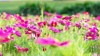 bright dark pink Cosmos Flower Field nature landscape, background in vintage style