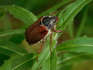 Insect