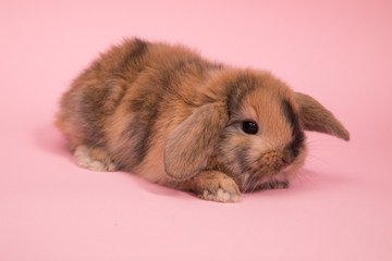 Baby cute rabbit