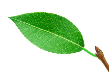 Pear leaf with stick isolated on a white background with clipping path. One of the best isolated pears leaves that you have seen.