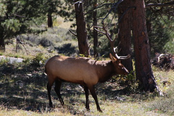 red deer in the forest