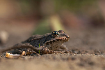 marsh frog (Pelophylax ridibundus)