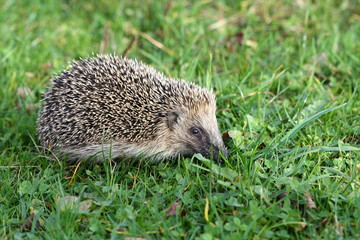Igel auf Nahrungssuche / Erinaceus europaeus