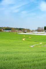 a rural landscape full of blue skies and fresh green barley