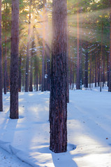 Snowy Winter Forest With Sunbeams Through The Pine Trees.