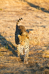 Leopard (Panthera pardus), laufend, Blickkontakt