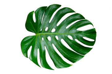 Naklejka na ściany i meble Monstera leaves leaves with Isolate on white background Leaves on white