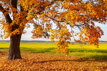 herbstlicher Baum vor einem blühenden Rapsfeld