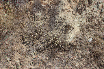 Eroded cliff with rocks, dirt and dry vegetation landslide detail 