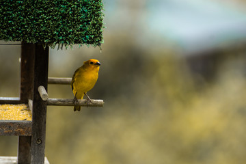canary of the earth