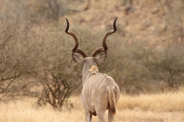 Greater Kudu in Africa