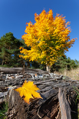 gold gelbes ahorn blatt vor einem birken stamm im herbst mit baum im hintergrund vor blauen himmel