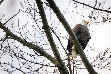 Eagle on a Tree