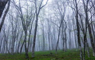 Fototapeta na wymiar Mountain forest in the fog