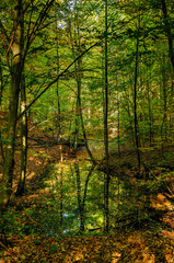 Das "Nonnenfließ" schlängelt sich durch den Herbstwald im gleichnamigen brandenburgischen Naturschutzgebiet