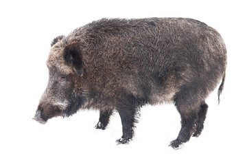 Wild boar isolated