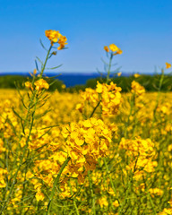 Close-up view of a yellow rape blossom field under blue sky.