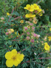 plant flower yellow vulnerability Freshness Growth fragility beauty in Nature petal inflorescence close-up head day no people