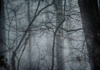 Morning fog forest