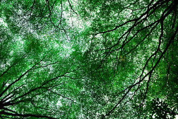 Fototapeta premium beautiful green leafless branches