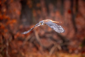American Kestrel Falco sparverius sat on a branch in fall autumn in the woodland forest