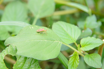 Green plant leaf