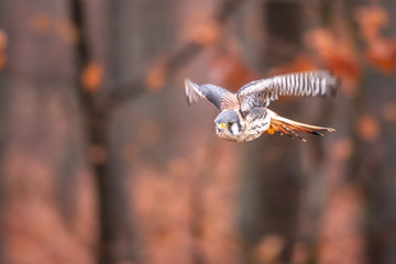 American Kestrel Falco sparverius sat on a branch in fall autumn in the woodland forest