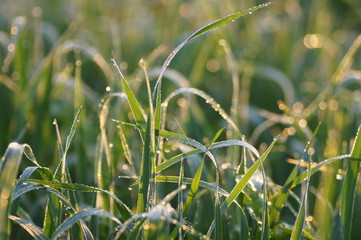 water drops on the grass, morning dew