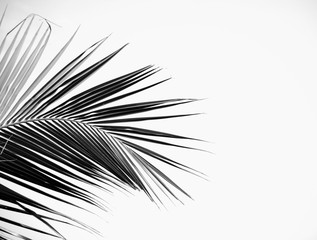 palms leaf on white background