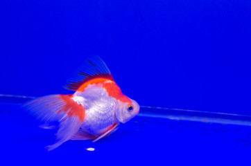 Goldfish in aquarium