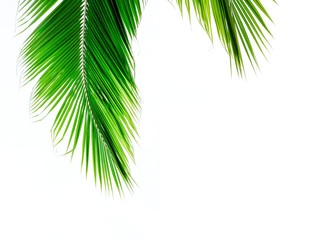 Palm leaves isolated on white background